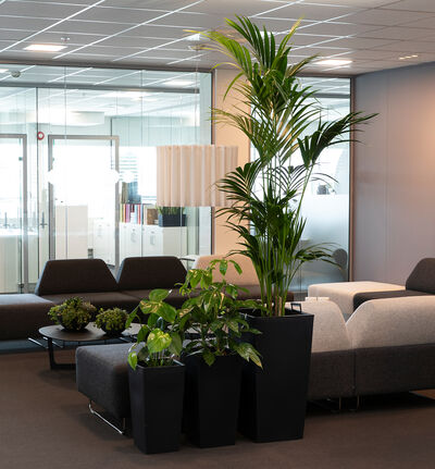 Schefflera Amate Schefflera Amate